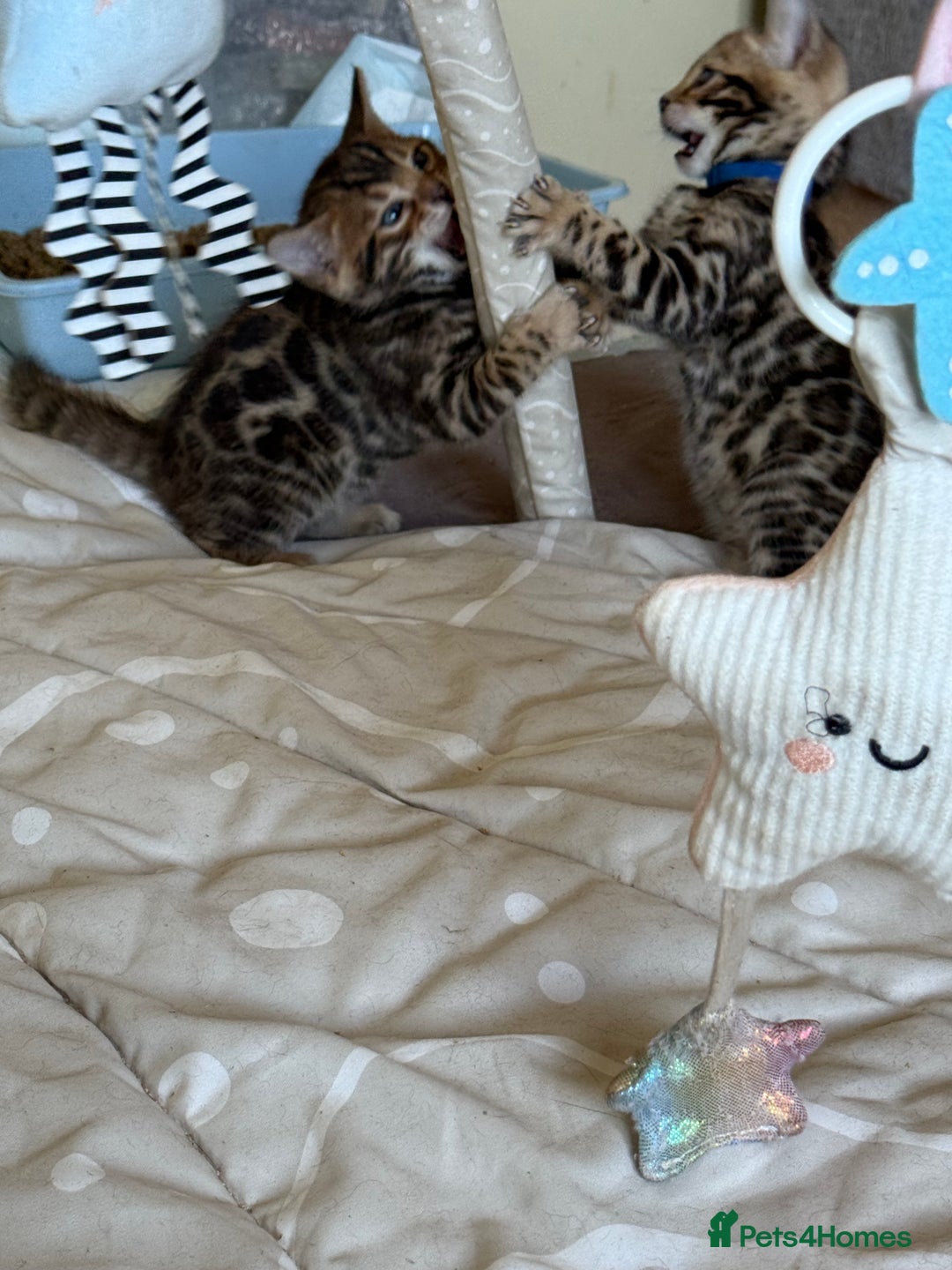 Bengal cats for sale: Stunning 🐾 Pedigree Bengal Kittens 🐆 TICA Reg - Advert 11