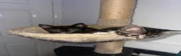 Mixed Breed cats for sale: Female kittens for sale  - Advert 10