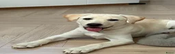 Labrador Retriever dogs for sale: Labrador puppy  - Advert 2