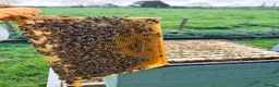 Mixed Breed invertebrates for sale: 6 Frame Overwintered National Nucleus of Bees 2027 - Advert 22