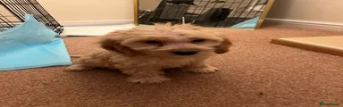 Cockapoo Puppy 1