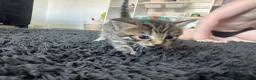 Maine Coon cats for sale: Maine coon mixed kittens  - Advert 2