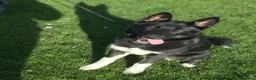 Huskita dogs for sale: 6 year old Huskita needing rehoming - Advert 5