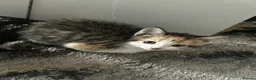 Mixed Breed cats for sale: Three beautiful kittnes for sale in Tipton - Advert 5