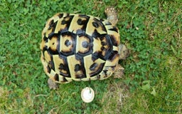 Tortoise reptiles for sale: Testudo Hermanni -tortoise for sale 7 years old - Image 10