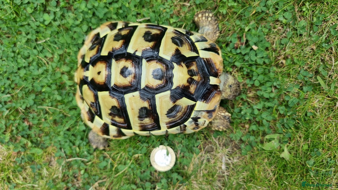 Tortoise reptiles for sale: Testudo Hermanni -tortoise for sale 7 years old - Image 10