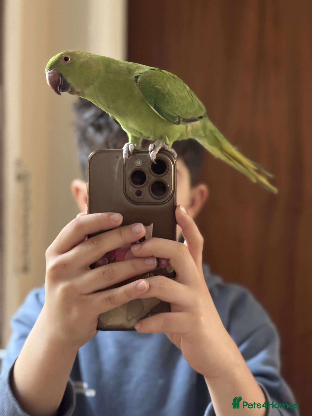 Ringnecks birds for sale: A beautiful Indian ringneck  - Advert 2