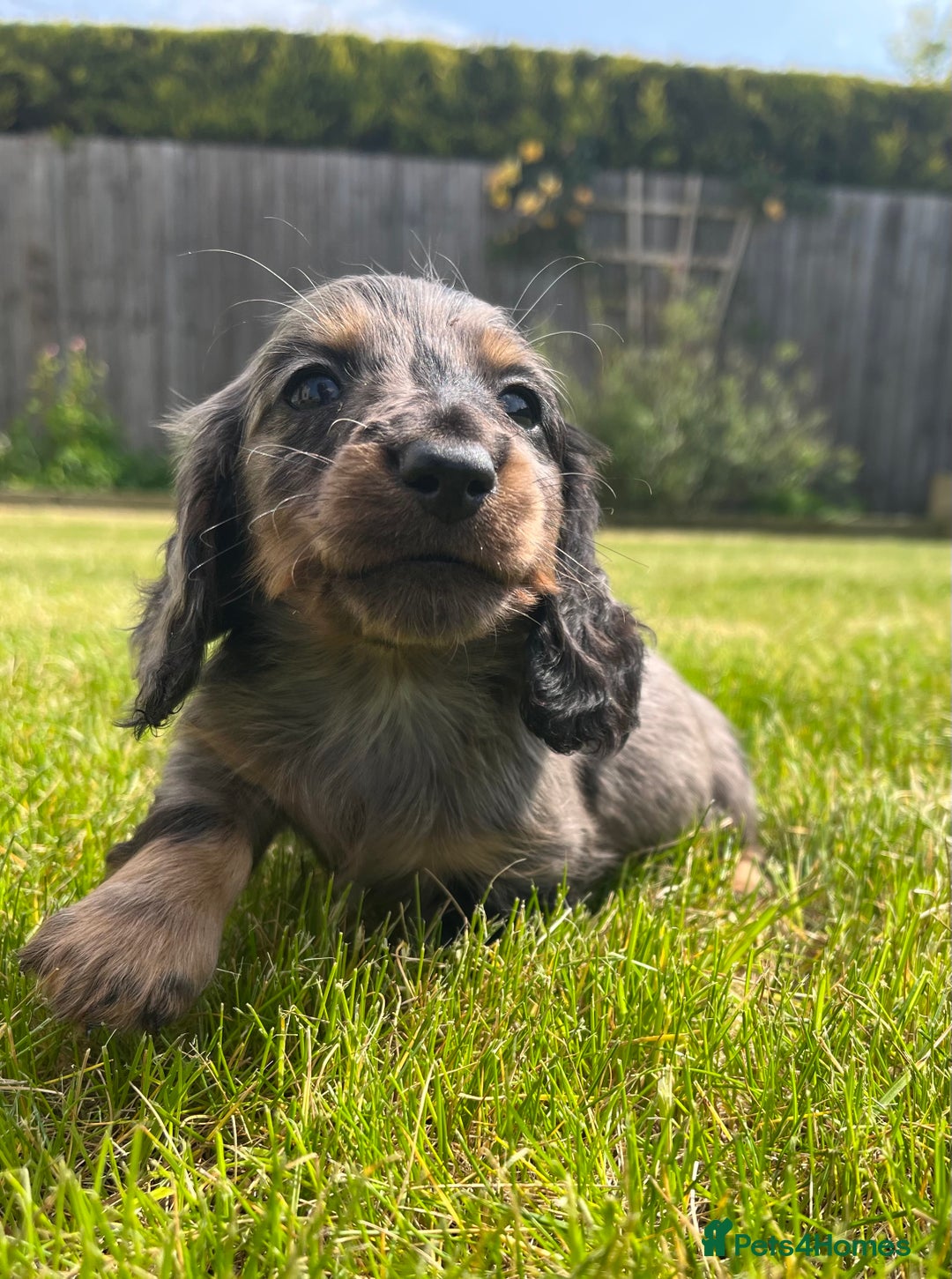 Miniature Dachshund dogs for sale: miniature longhaired dachshund's - Advert 9