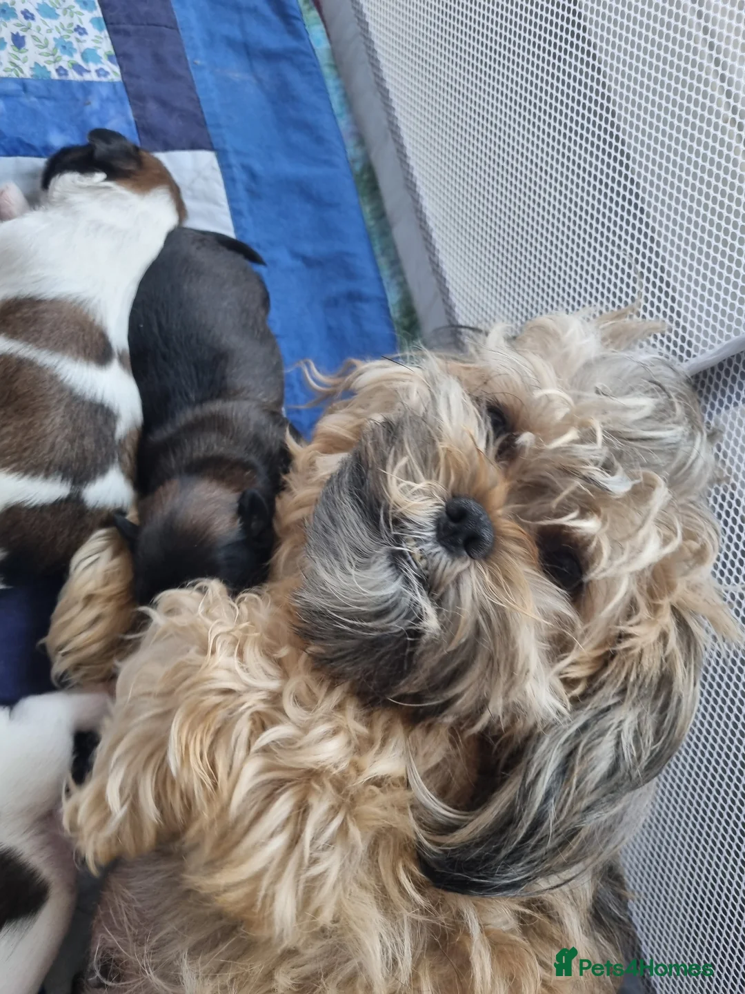 Shih Tzu dogs for sale: Shih tzu puppies for sale - Advert 1