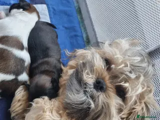 Shih Tzu dogs Shih tzu puppies for sale - Advert 2