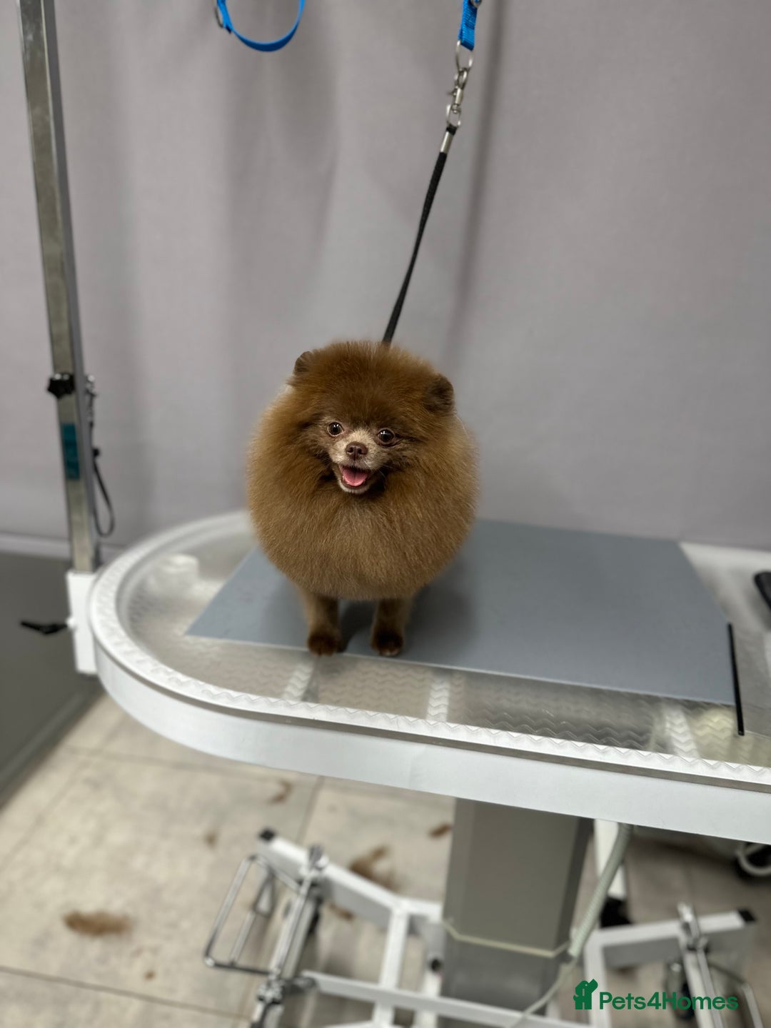 Pomeranian dogs for stud: Lilac and tan carrier tiny boy for stud in Lanark - Advert 11