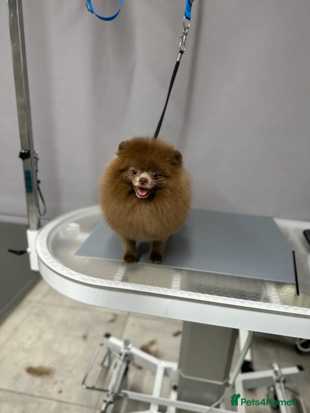 Pomeranian dogs for stud: Lilac and tan carrier tiny boy for stud in Lanark - Advert 11