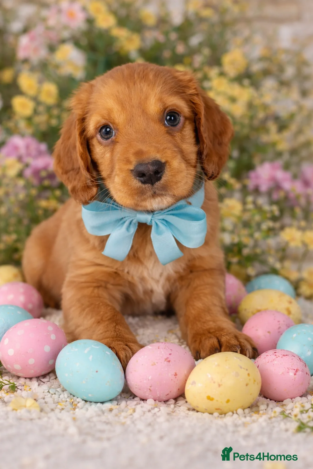 Cocker Spaniel dogs for sale: Working Cocker spaniels  - Advert 1