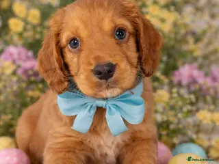 Cocker Spaniel dogs Working Cocker spaniels - Advert 15