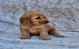 Cocker Spaniel dogs for sale: Kc reg Show Cocker Spaniels  - Image 5