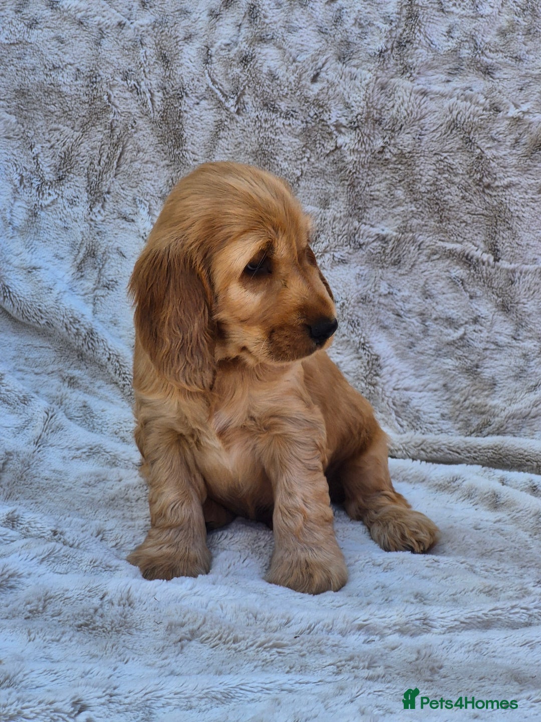 Cocker Spaniel dogs for sale: Kc reg Show Cocker Spaniels  - Image 5