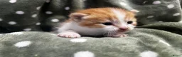 Persian cats for sale: Perfect Persian X Kittens - Advert 15