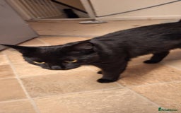 Mixed Breed cats for sale: 🐾 5 Gorgeous Kittens Ready for New Homes 🐾 - Image 11