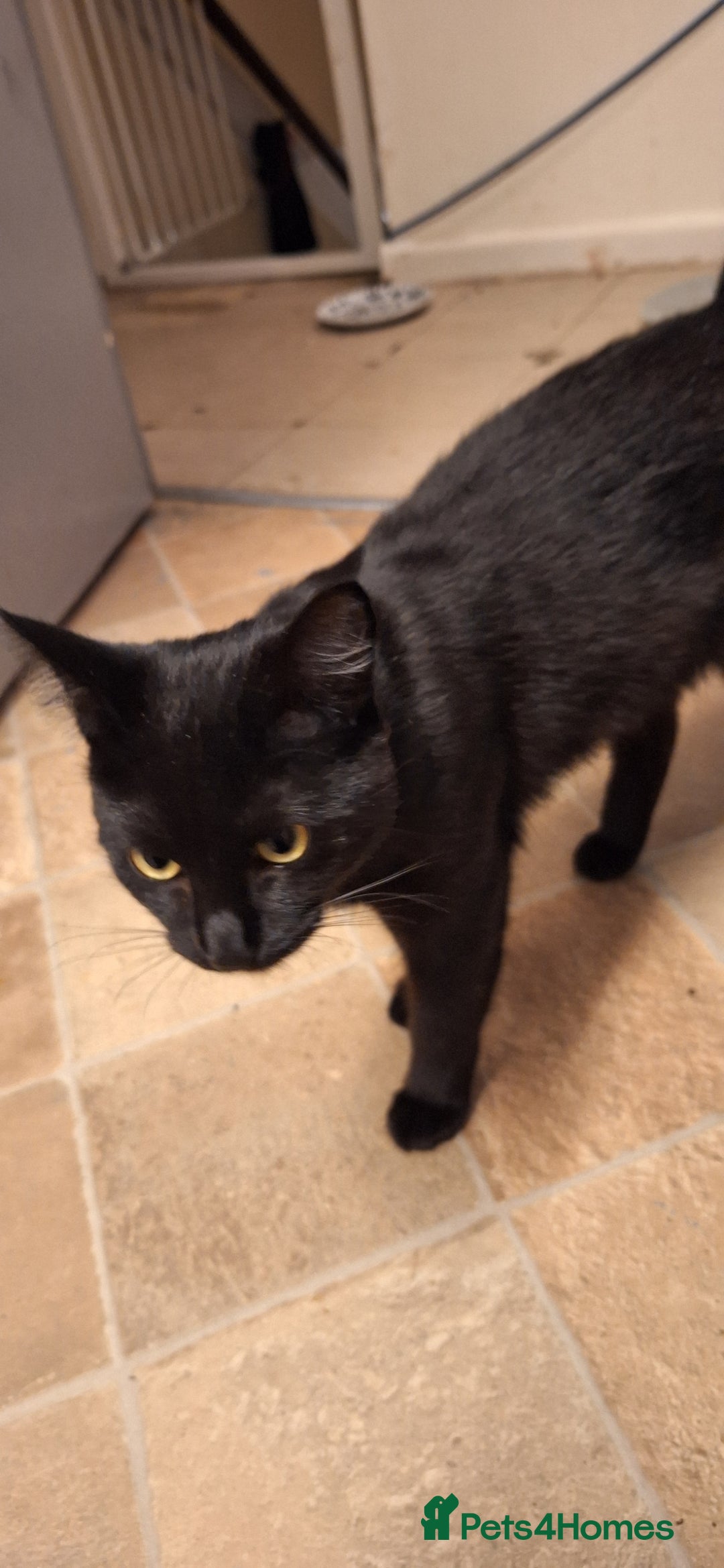 Mixed Breed cats for sale: 🐾 5 Gorgeous Kittens Ready for New Homes 🐾 - Image 11