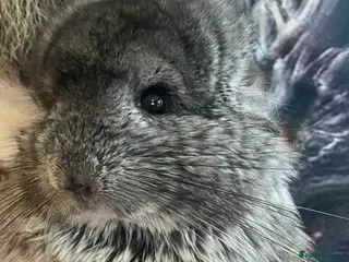 Chinchilla rodents RPA(Angoran) Chinchilla Boy - Advert 3