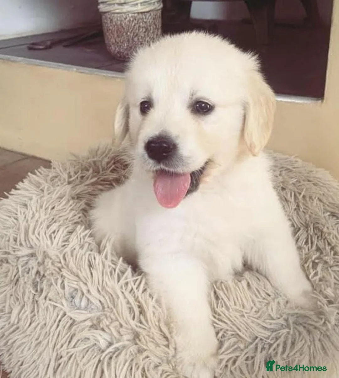 Golden Retriever dogs for sale: Top quality golden retriever puppies - Advert 4