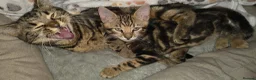 Bengal cats for sale: Beautiful Marble Bengal kitten boy ready now - Advert 3