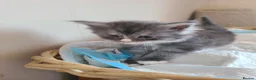 Maine Coon cats for sale: Maine coon kittens - Advert 8