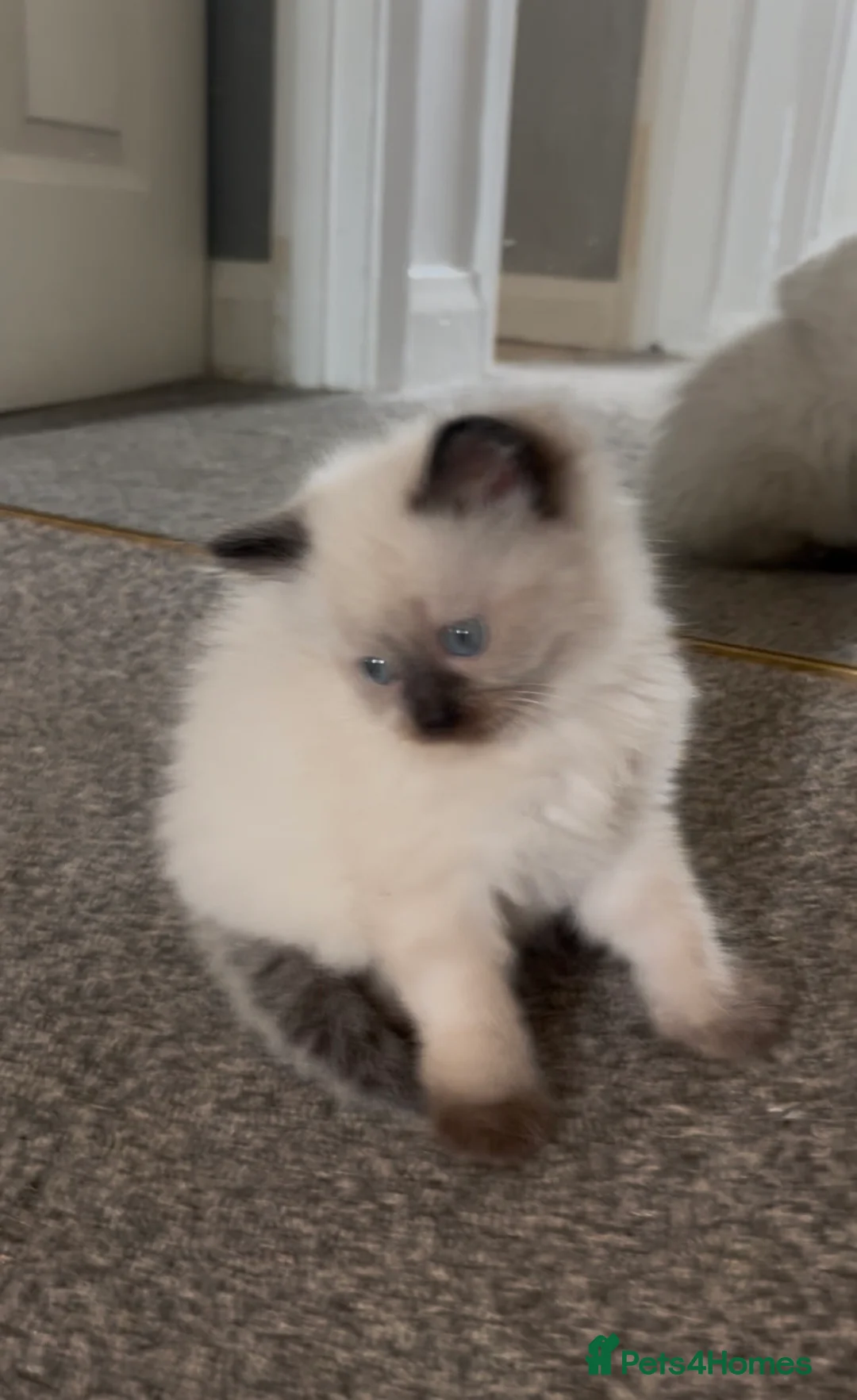 Ragdoll cats for sale: Beautiful fluffy Ragdolls  - Advert 2