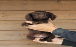 Mixed Breed dogs for sale: Chiweenie Puppies For Sale  - Image 13