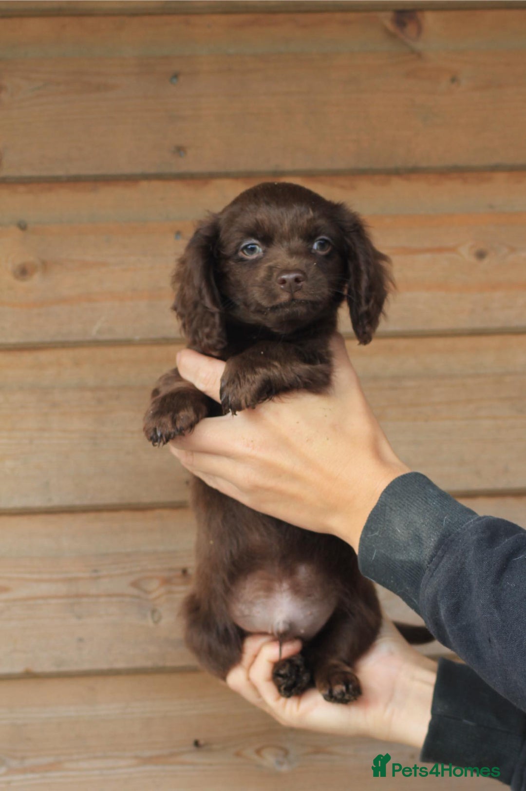 Mixed Breed dogs for sale: Chiweenie Puppies For Sale  - Image 13