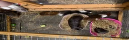 Guinea Pig rodents for sale: 7 male guinea pigs available  in Leek - Advert 2