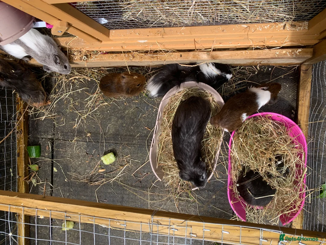 Guinea Pig rodents for sale: 7 male guinea pigs available  in Leek - Advert 2