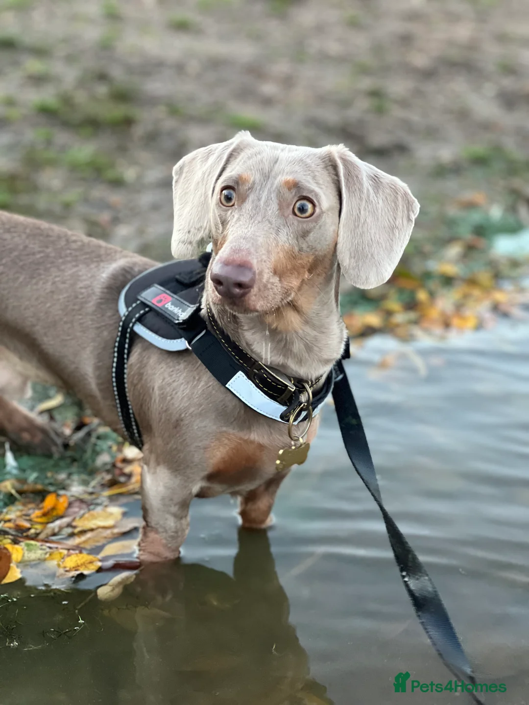 Dachshund dogs for stud: Vinny is available for stud! - Advert 2