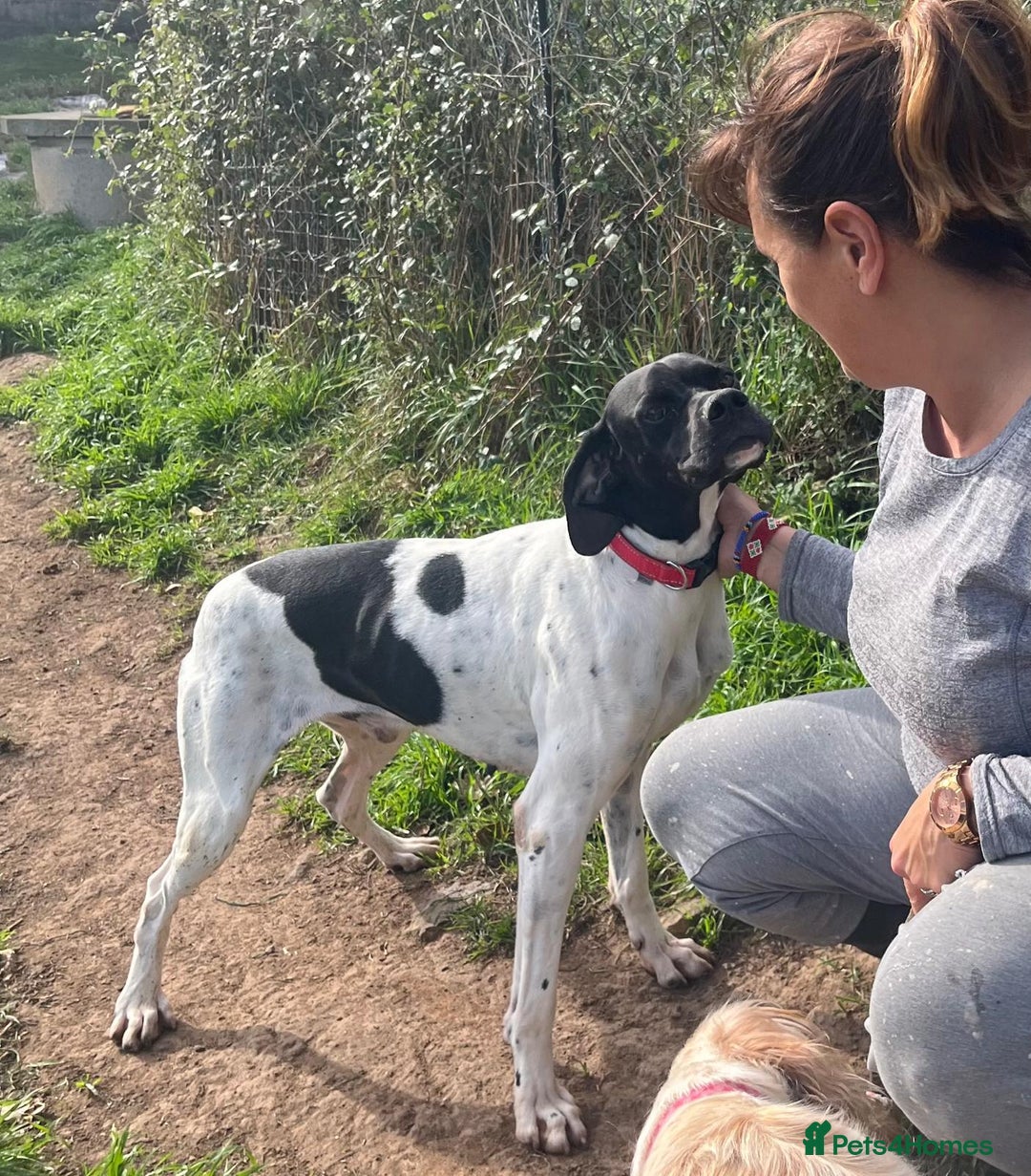 Pointer dogs for adoption: Pointer, Duke  - Advert 1