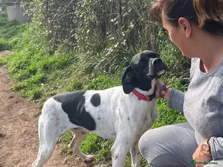 Pointer dogs Pointer, Duke - Advert 5