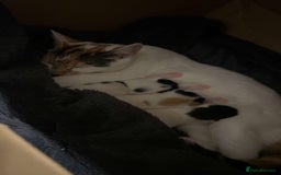 Mixed Breed cats for sale: Black white and ginger kittens for sale  - Image 5