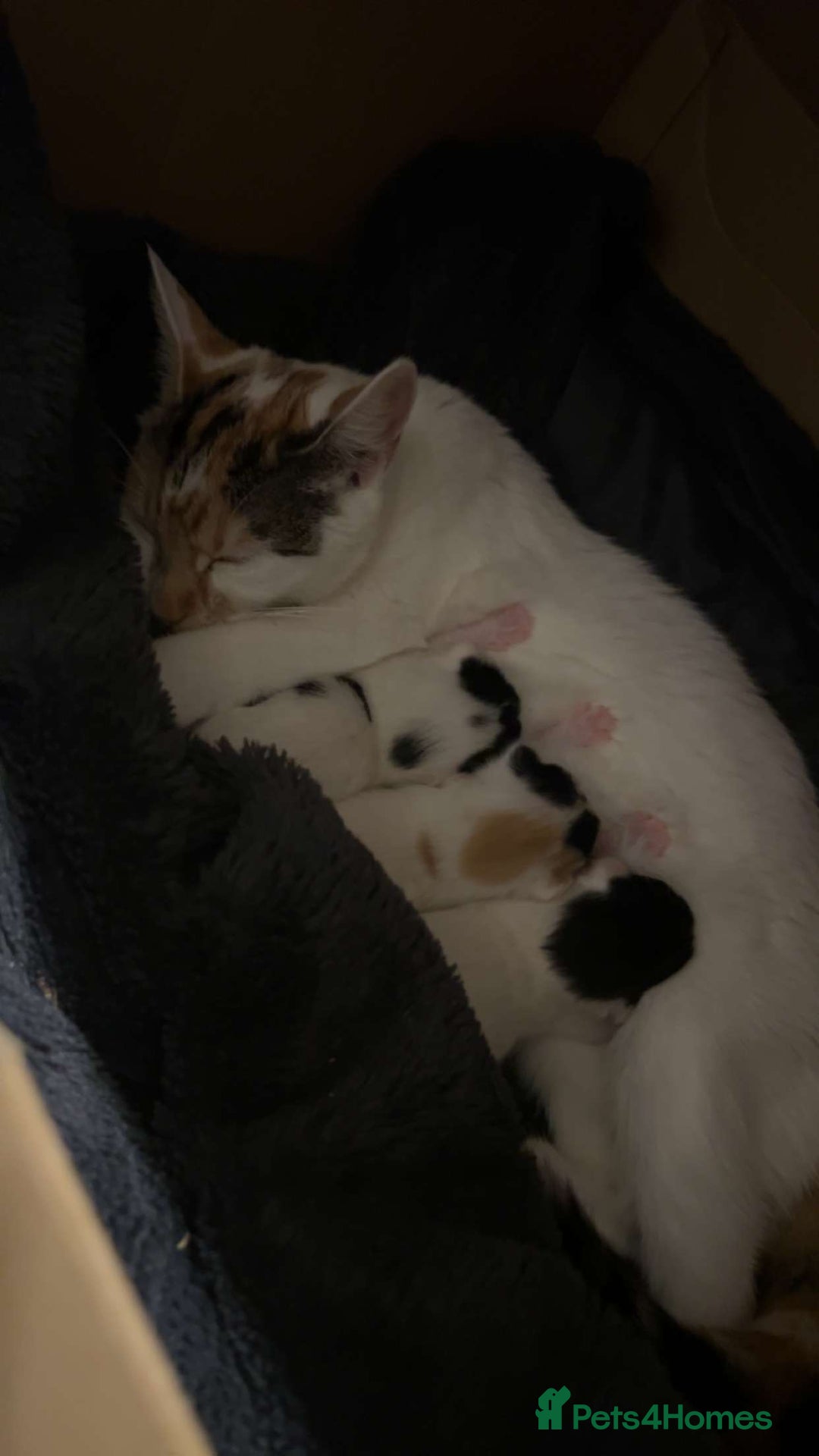Mixed Breed cats for sale: Black white and ginger kittens for sale  - Image 5
