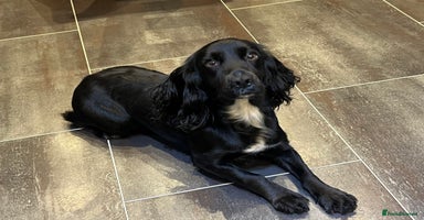 Cocker Spaniel dogs - Advert 15