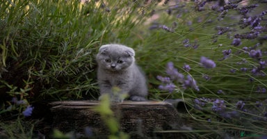 Scottish Fold cats - Advert 15