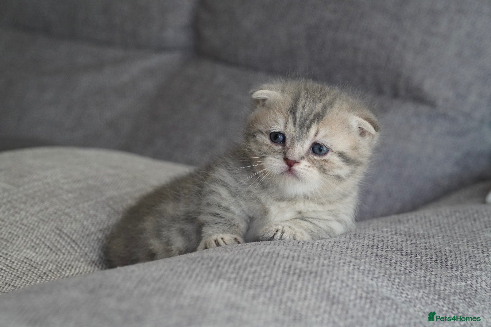 Munchkin cats Beautiful munchkin kittens - Advert 2