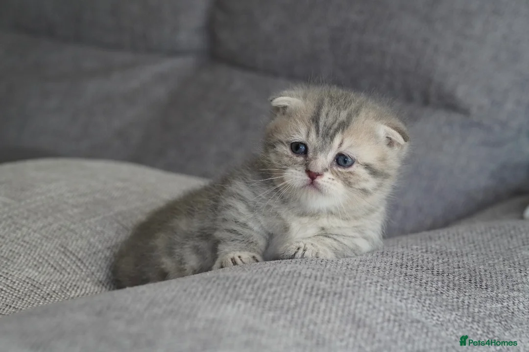 Munchkin cats for sale: Beautiful munchkin kittens - Advert 2