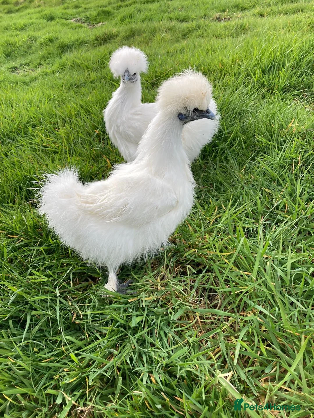 Chickens poultry for sale: Chickens for sale - Advert 9