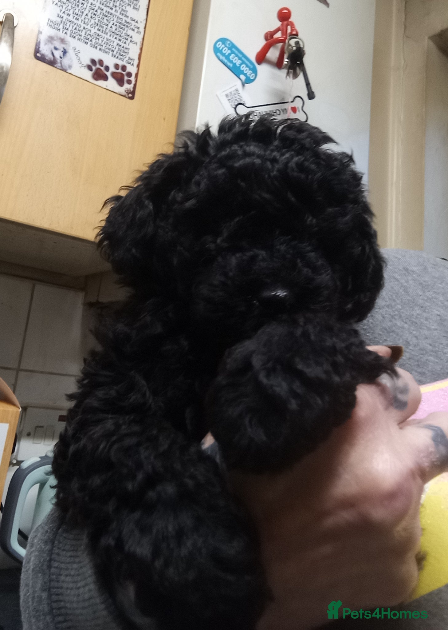 Poodle dogs POODLE CROSS PUPS  - Advert 11