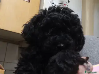 Poodle dogs POODLE CROSS PUPS - Advert 11