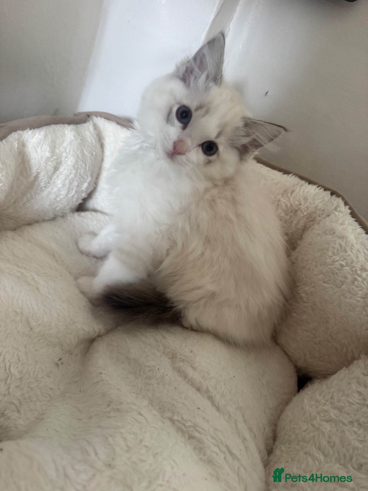 Ragdoll cats Playful, fluffy ragdoll kitten  - Advert 1