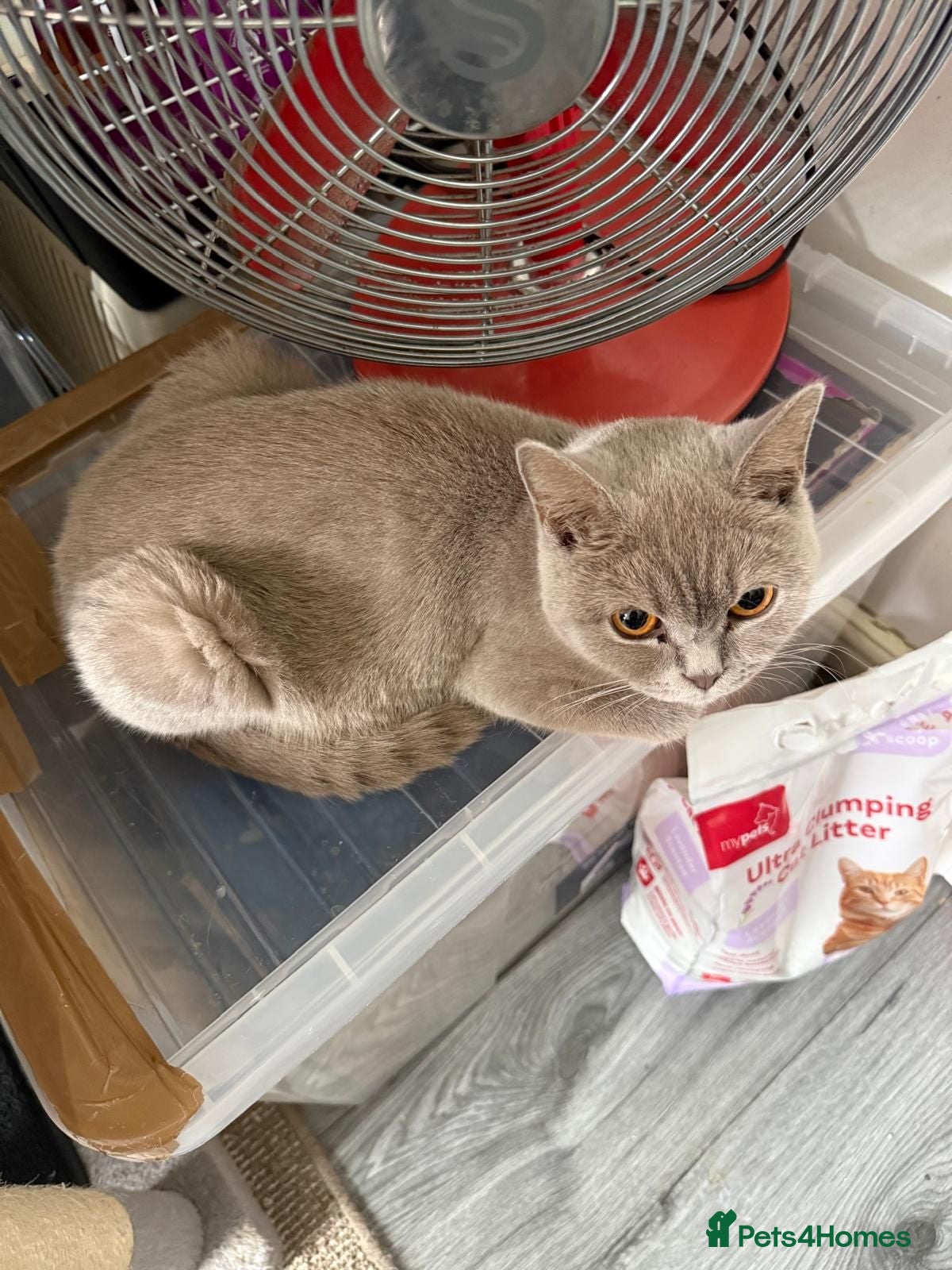 British Shorthair cats British shorthair  - Advert 1