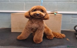 Miniature Poodle dogs for sale: Puppy  - Image 1