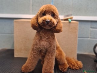 Miniature Poodle dogs - Advert 1