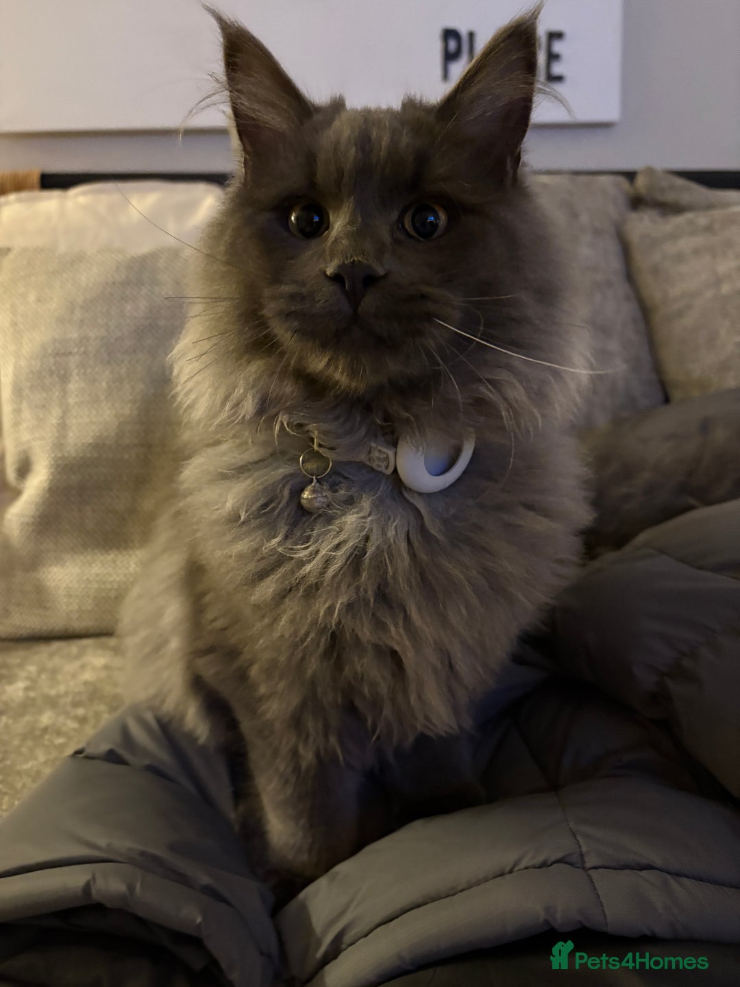 Maine Coon cats for sale: 🐾 Exceptional Blue Smoke Maine Coon Available 🐾 - Advert 2