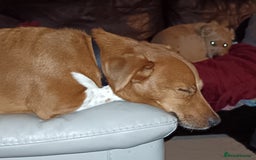 Plummer Terrier dogs for sale: Plummer Terrier - Image 6